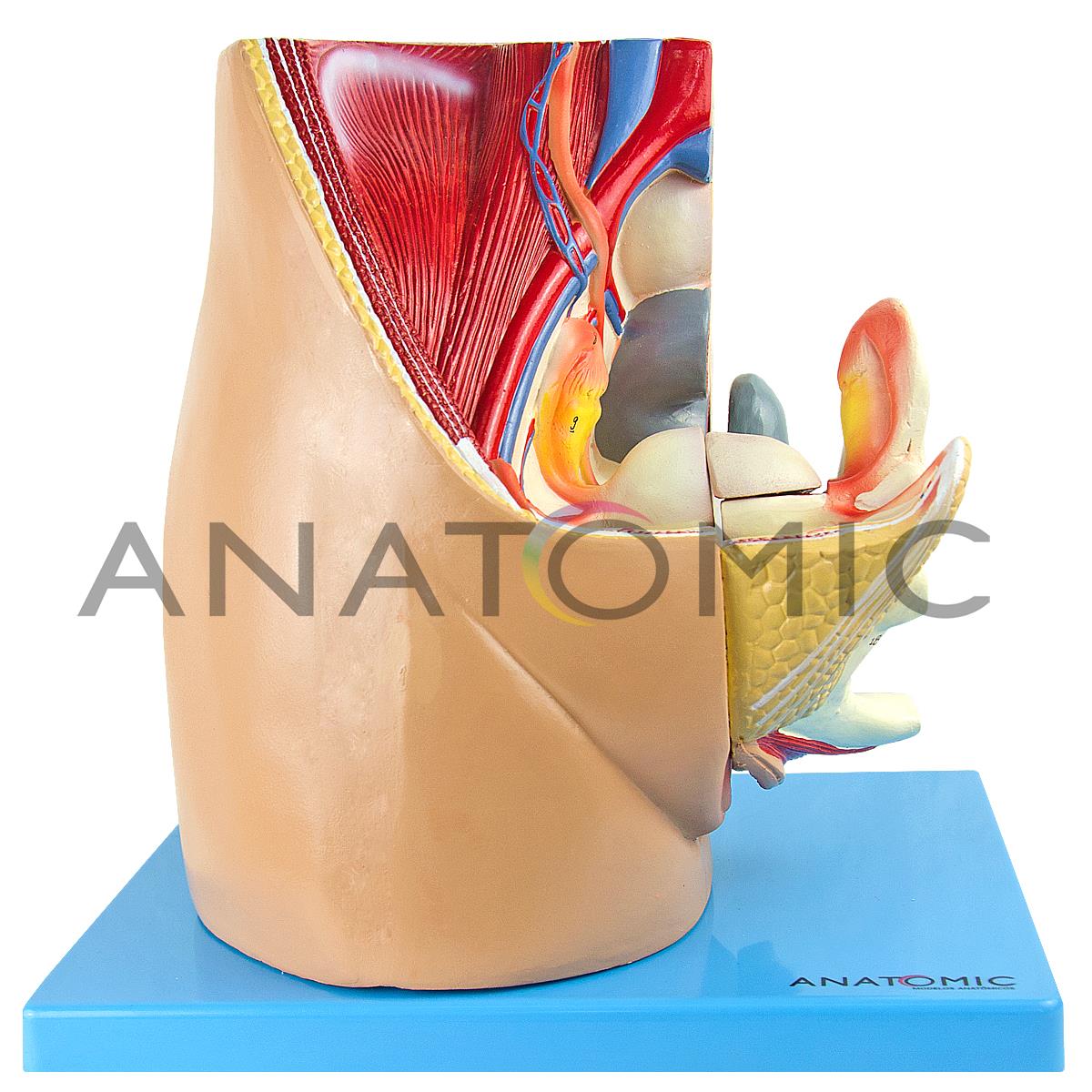 Modelo de pélvis feminina com músculos e órgãos anatômicos pélvis feminina  1:1