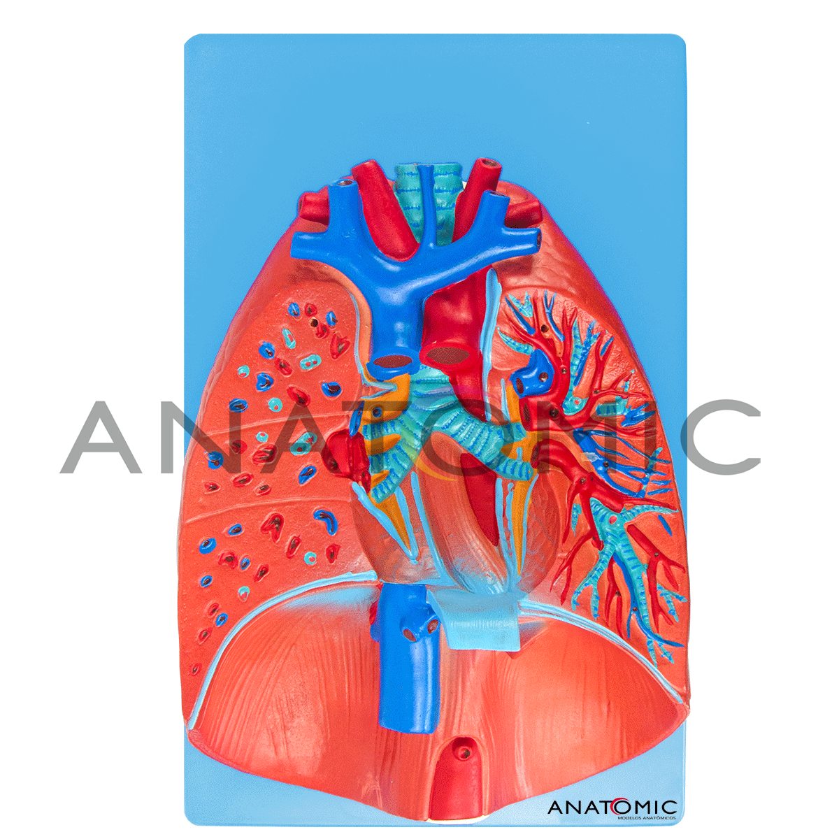 Sistema Respiratório e Cardiovascular, em 7 Partes