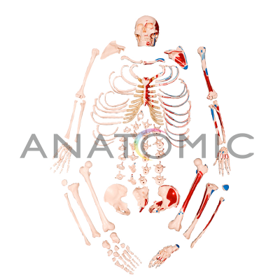 Esqueleto Tamanho Natural,  Desarticulado, com Origem e Inserção Muscular