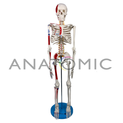 Esqueleto de 85 cm, Articulado, com Inserções Musculares, c/Base
