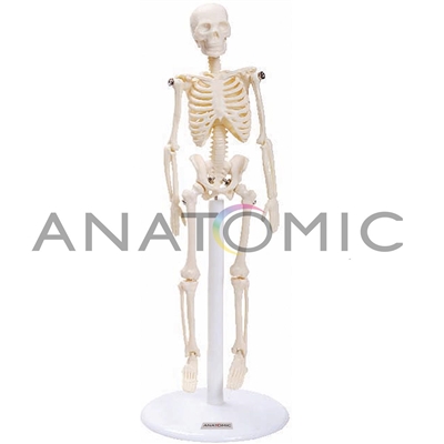 Esqueleto de 20 cm
