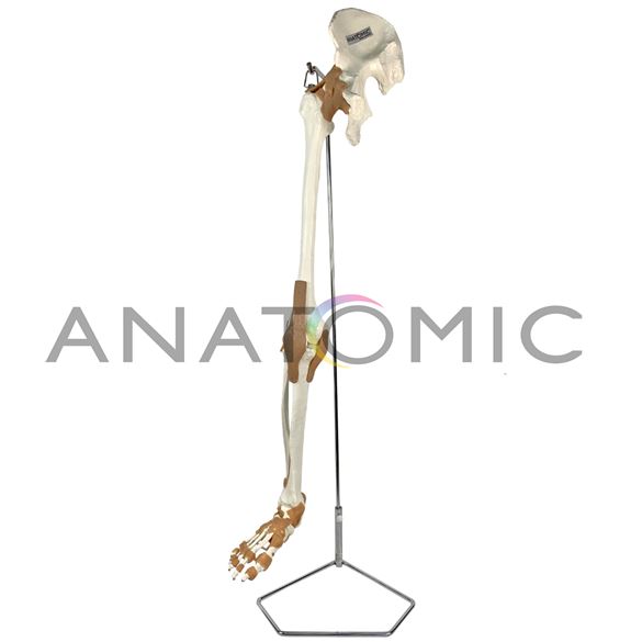 Esqueleto do Membro Inferior com Articulações