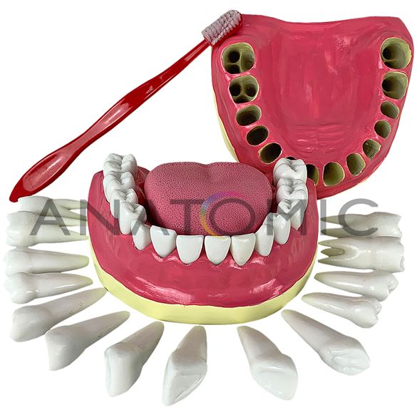 Dentição com Todos os Dentes Removíveis