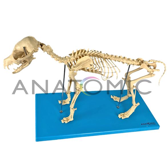 Esqueleto de Cachorro em Resina