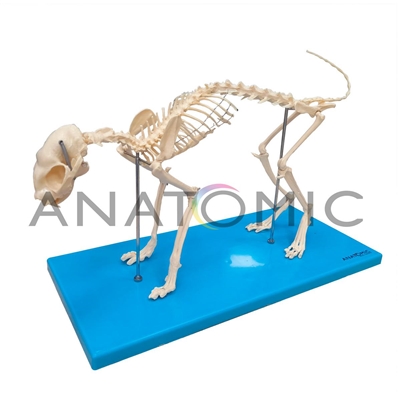 Esqueleto de Gato em Resina