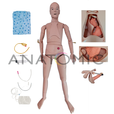 Manequim Bissexual com Órgãos Internos, Simulador para Treino de Enfermagem