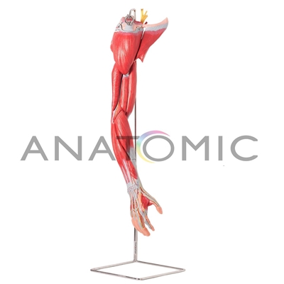 Músculos do Membro Superior com Principais Vasos e Nervos, em 6 Partes