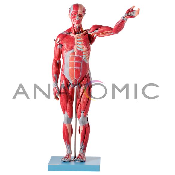 Manequim Muscular de 78 cm,  Assexuado, com Órgãos Internos, em 27 Partes