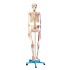 Esqueleto 168 cm, com Ligamentos e Inserções Musculares, com Suporte e Base com Rodas