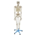 Esqueleto 168 cm, com Coluna Flexível, com Suporte e Base com Rodas