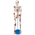 Esqueleto 85 cm c/ Ligamentos, Inserções Musculares, Suporte e Base