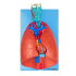 Sistema Respiratório e Cardiovascular, em 7 Partes