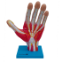 Mão Muscular Ampliada, em 3 Partes