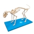 Esqueleto de Gato em Resina
