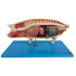 Anatomia do Porco