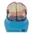 Cérebro com Região Funcional de Córtex em 2 Partes