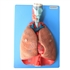 Sistema Respiratório e Cardiovascular, Luxo, em 7 Partes