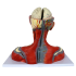 Cabeça e Pescoço Musculado com Vasos, Nervos e Cérebro, em 12 partes