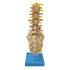 Coluna Vertebral Lombar