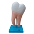 Dente Molar Ampliado - Saudável e com Cárie