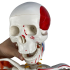 Esqueleto 85 cm c/ Ligamentos, Inserções Musc., Suporte e Base