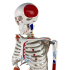 Esqueleto 85 cm c/ Ligamentos, Inserções Musc., Suporte e Base