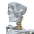 Esqueleto de 85cm