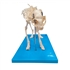 Esqueleto de gato de resina
