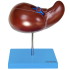 Fígado Luxo
