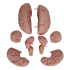 Modelo Crânio com Coluna Cervical e Cérebro, em 13 Partes