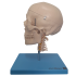 Modelo Crânio com Coluna Cervical e Cérebro, em 13 Partes