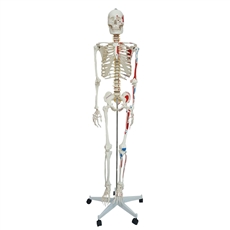 Esqueleto 168 cm, Articulado, com Inserções Musculares, Suporte e Base com Rodas - TGD-0101-AN