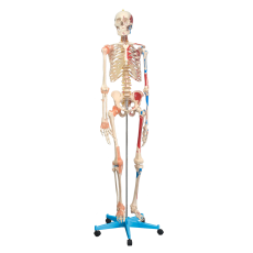 Esqueleto 168 cm, com Ligamentos e Inserções Musculares, com Suporte e Base com Rodas - TGD-0101-A