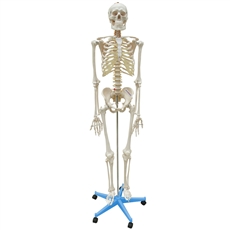 Esqueleto 168 cm, com Coluna Flexível, com Suporte e Base com Rodas - TGD-0101-B