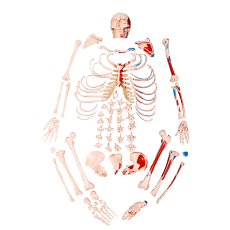 Esqueleto Tamanho Natural,  Desarticulado, com Origem e Inserção Muscular - TGD-0101-M