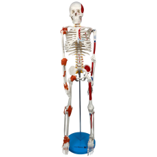 Esqueleto 85 cm c/ Ligamentos, Inserções Musculares, Suporte e Base - TGD-0112-AL