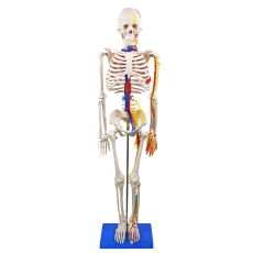 Esqueleto de 85 cm, com Nervos e Vasos Sanguíneos - TGD-0112-C
