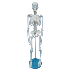 Esqueleto de 85cm - TGD-0112