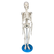Esqueleto de 45 cm - TGD-0121