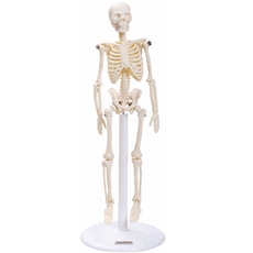 Esqueleto de 20 cm - TGD-0131