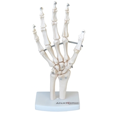 Esqueleto da Mão, com Ossos do Punho - TGD-0157-B