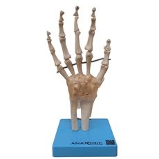 Articulação da Mão com Ligamentos - TGD-0162-C
