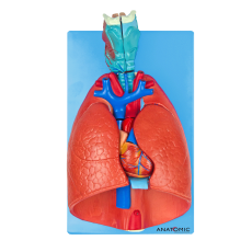 Sistema Respiratório e Cardiovascular, em 7 Partes - TGD-0318-B
