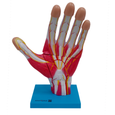 Mão Muscular Ampliada, em 3 Partes - TGD-0330-M
