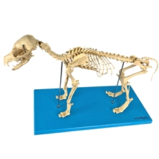 Esqueleto de Cachorro em Resina - TGD-0601