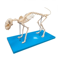 Esqueleto de Gato em Resina - TGD-0602