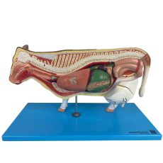 Anatomia da Vaca - TGD-0609-O