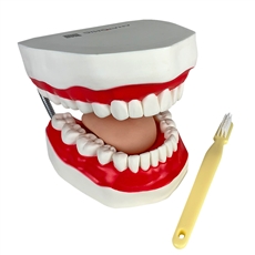 Arcada Dentária com Língua e Escova - TZJ-0312-B