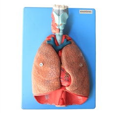 Sistema Respiratório e Cardiovascular, Luxo, em 7 Partes - TZJ-0318-A