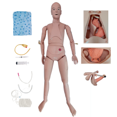 Manequim Bissexual com Órgãos Internos, Simulador para Treino de Enfermagem - TZJ-0502